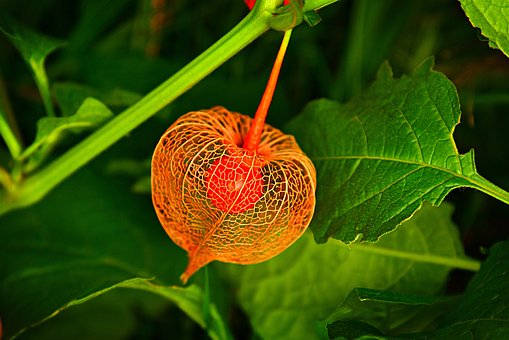 百香果籽的播种方法