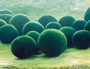 绿球藻该怎样养？