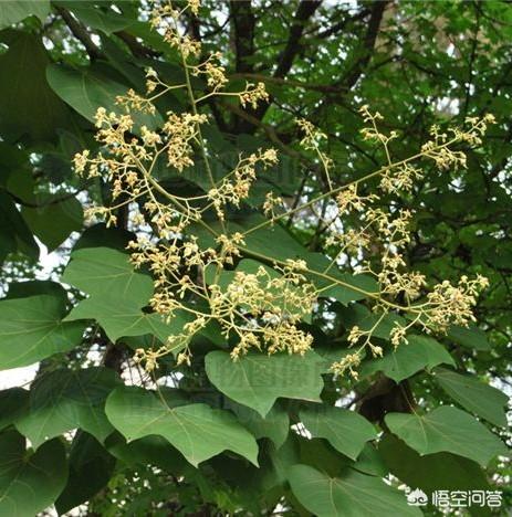 农村凤凰树是开花的，可以同通可以吃吗？怎么吃？