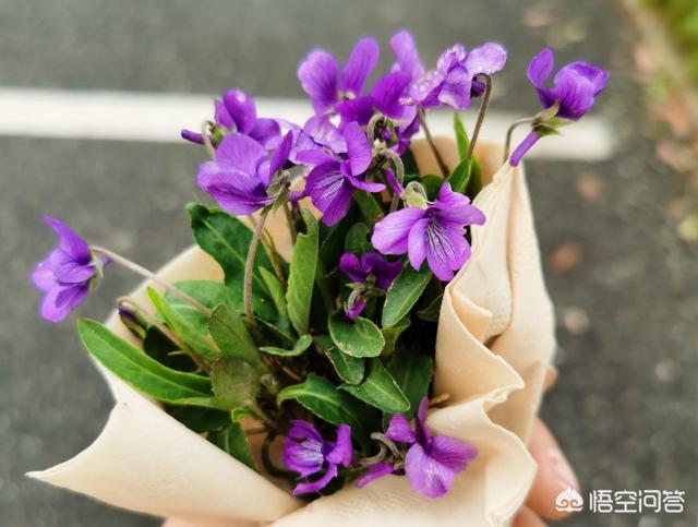 紫花地丁几月份着花，它有什么运用价格？