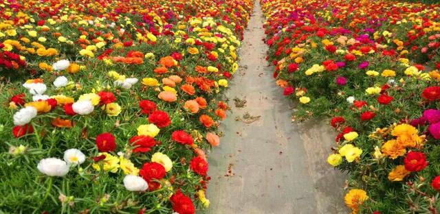 有什么花符合种在北京的小天井里，有年生，好赡养，不必奉养，植株不胜过1.5米高，花期长点花美丽点的？