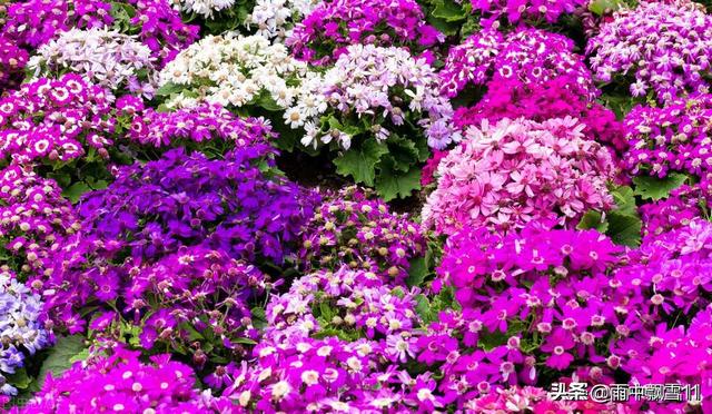 草本花卉
:有什么适合北方庭院地栽的草本花卉？